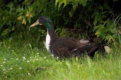 Colvert Immature Hybride Immature Mallard Hybrid H Flickr