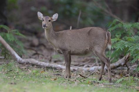 Premium Photo | White tailed deer in the forest