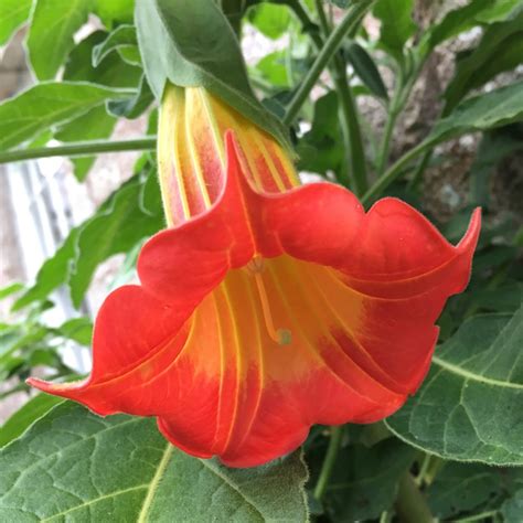 Brugmansia Sanguinea Red Angels Trumpet Uploaded By Alasdairmoo