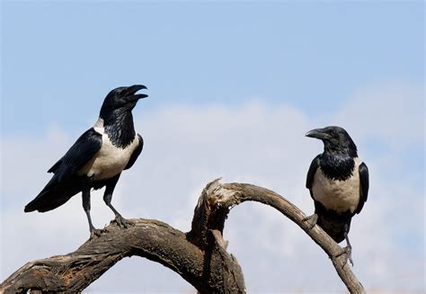 African Pied Crow – AZ Birds