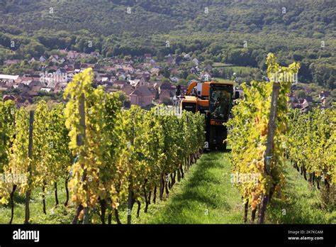 Photopqr L Alsace Herv Kielwasser Orschwihr