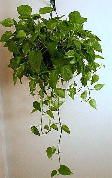 Pothos Vine House Plants Hanging Plants Household Plants