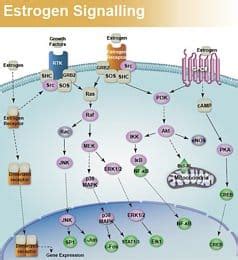 Slu Pp Supplier Cas Tocris Bioscience