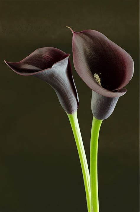 Black Calla Lilies by Dwayne Wynne