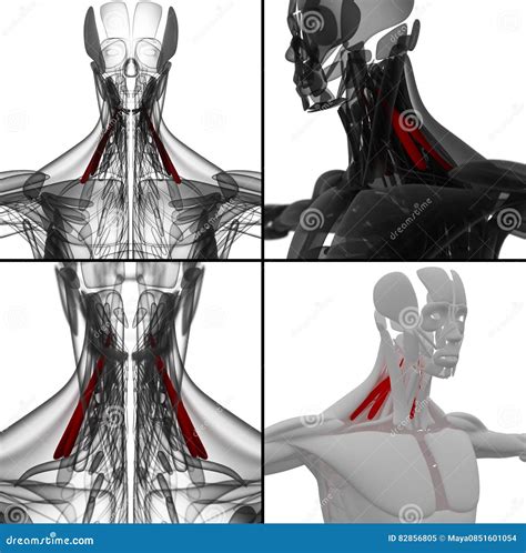 3d Illustration Of Scalenus Posterior Muscles Anatomical Position On Xray Body Royalty Free