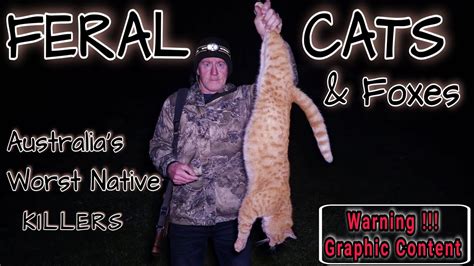 Feral Cats Australia S Worst Native Killers Youtube