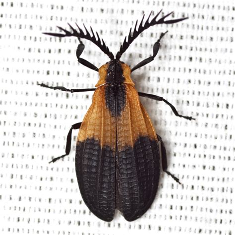 Net Winged Beetle Caenia Dimidiata Bugguidenet