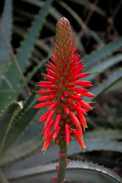 Premium Photo Showy Red Flowers Of An Aloe Arborescens