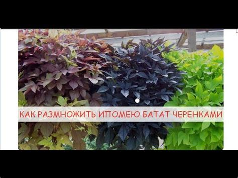 КАК РАЗМНОЖИТЬ ИПОМЕЮ БАТАТ ЧЕРЕНКАМИ , ЧТОБЫ НЕ ПОКУПАТЬ ДОРОГИЕ ...