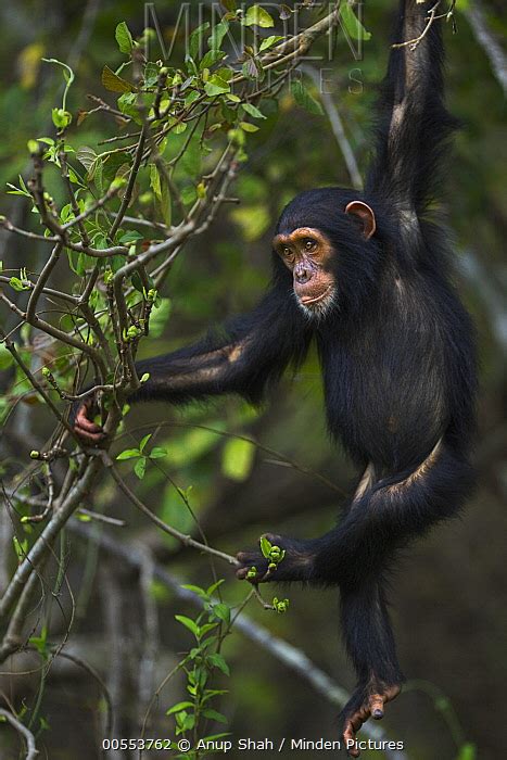 Eastern Chimpanzee Stock Photo Minden Pictures