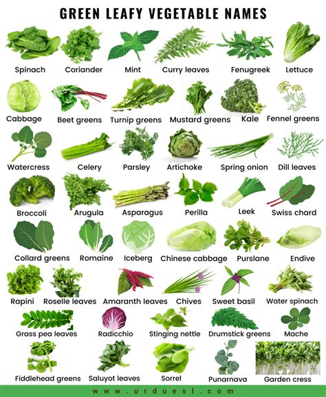 Vegetable Names Learn Different Types Of Vegetables With Pictures Da