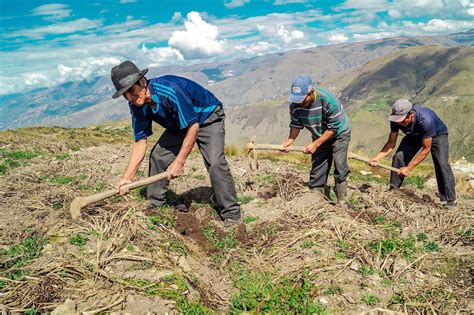 Campa A De Siembra De Pastos Y Forrajes Beneficiar A M S De Mil