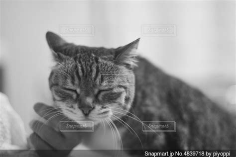 カメラを見ている猫の写真・画像素材 4839718 Snapmart（スナップマート）