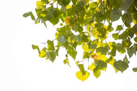 Frémont s cottonwood Populus fremontii leaves Free Photo rawpixel