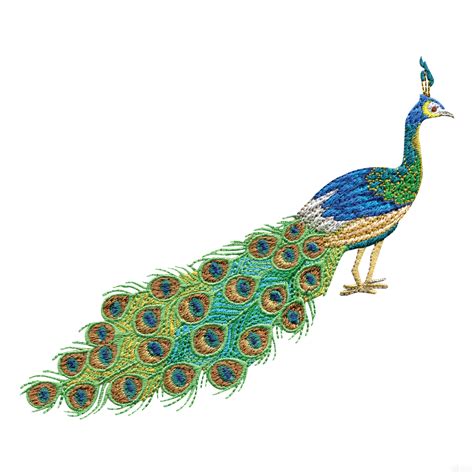 Peacock Designs Clipart Best