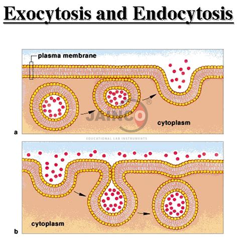 Endocytosis And Exocytosis Diagram