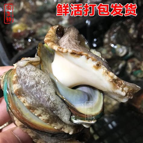 2斤装鲜活鲍鱼崂山九孔鲍鱼海鲜海贝鲜活发顺丰包邮送蛤蜊送鲍汁虎窝淘