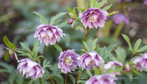 Hellebores from Our Garden