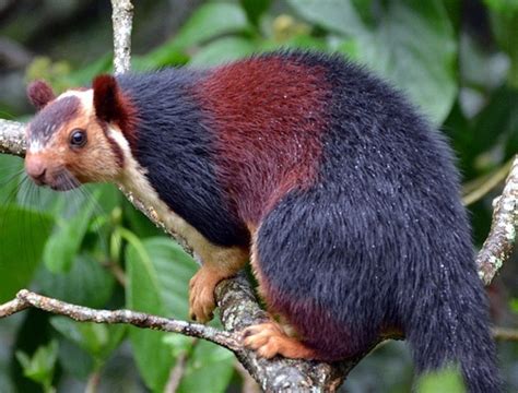 Indian Giant Squirrel Facts, Range, Diet, Pictures