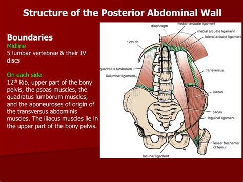 Ppt Diaphragm Posterior Abdominal Wall Powerpoint Presentation Id