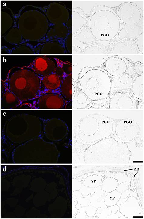 Representative Fluorescent And Phase Contrast Images Showing Labeling