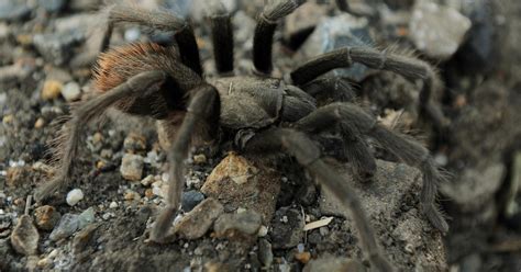 Mating Season For Tarantulas Commences At Joshua Tree National Park