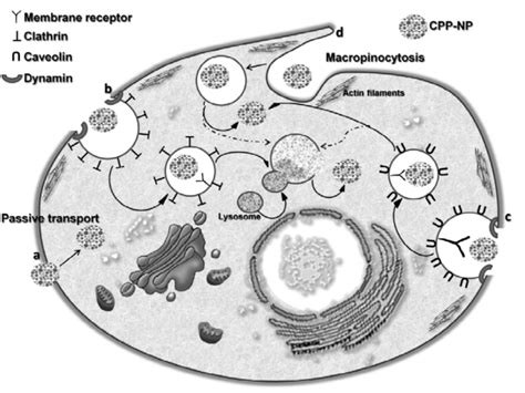 Intracellular Pathways Of Cell Entry For Cpp Coated Nps Np Cpps