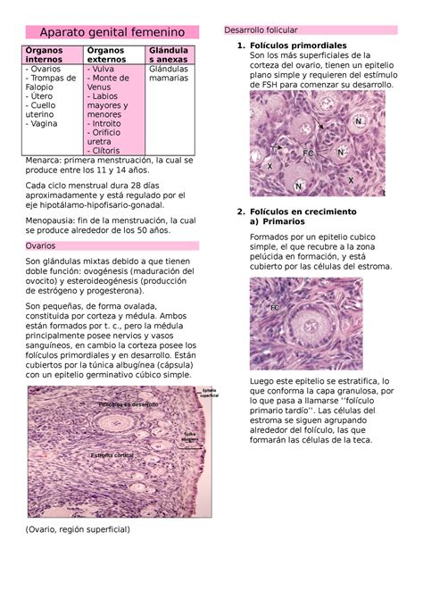 Aparato genital femenino histo Aparato genital femenino Órganos