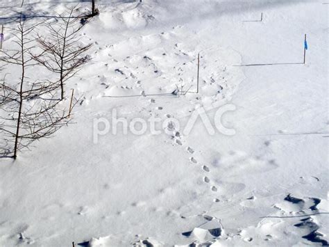 雪の上の足跡 No 4277375｜写真素材なら「写真ac」無料（フリー）ダウンロードok