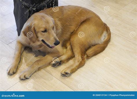 Recuperador Dorado Foto De Archivo Imagen De Perros