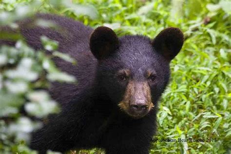 BEAR GALLERIES - Appalachian Bear Rescue