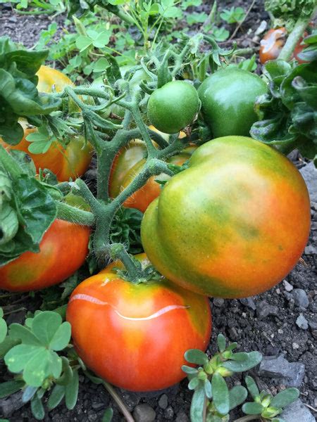 Stick Tomato Organic Restoration Seeds