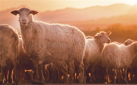 Sheeps In A Meadow On Green Grass At Sunset Portrait Of Sheep Flock