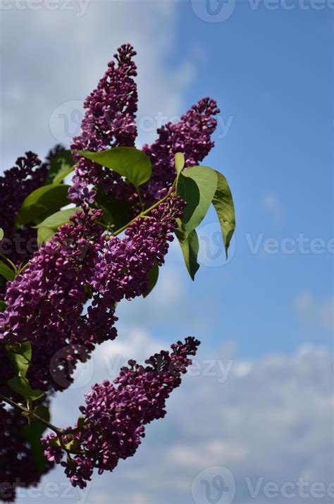 Blue Skies with Flowering Purple Lilac Bushes 9596152 Stock Photo at ...