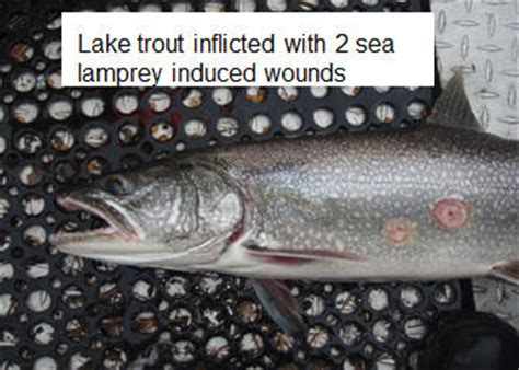 Sea Lamprey Natural Resource Department