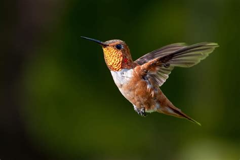 Restored Property Attracts A Rufous Hummingbird Amos Butler Audubon Society