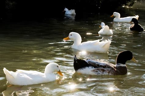 Los Patos Nadan En El Estanque Foto Premium