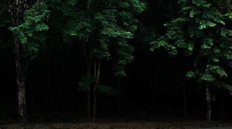 Dark Green Forest Stock Photos, Images and Backgrounds for Free Download