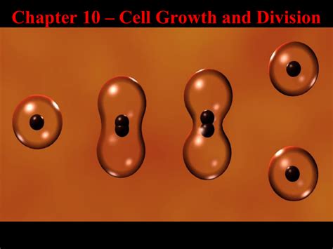 Chapter 10 Cell Growth And Division