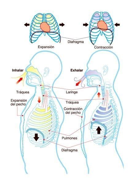 Pin By Xavier Ca Igueral On Anatomia Respiratory System Respiratory