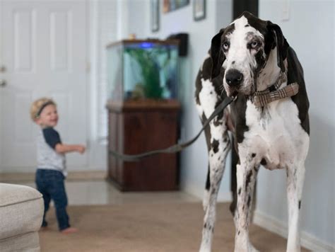 Florida Great Dane might be the world's tallest living dog