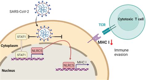 A Novel Mechanism Of SARS CoV IMAGE EurekAlert Science News Releases