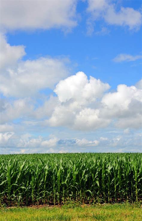 Corn Field In Southern Michigan Stock Photo Image Of Cornfield