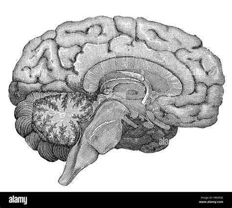 Sagittal Section Of The Human Brain Hi Res Stock Photography And Images