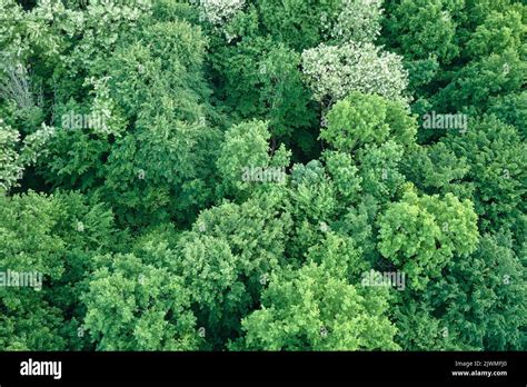 Top Down Flat Aerial View Of Dark Lush Forest With Green Trees Canopies