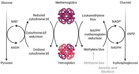 Oxidation And Reduction Processes Of Hemoglobin And Methemoglobin Download Scientific Diagram