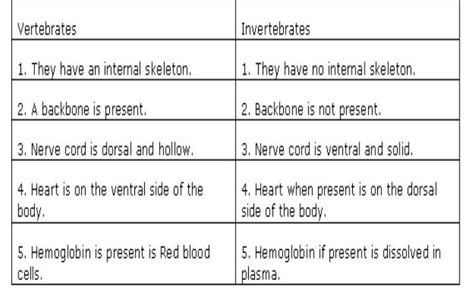 Vertebrates And Invertebrates Similarities