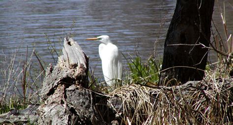 Upper Mississippi River National Wildlife and Fish Refuge