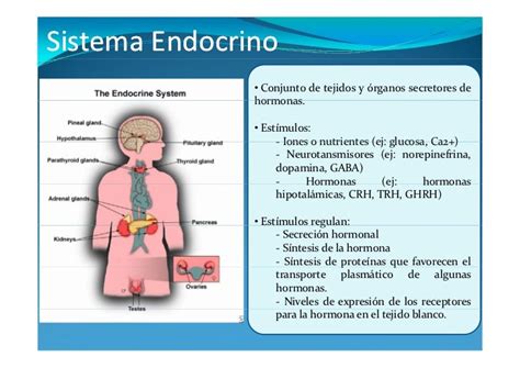 Cambios Hormonales Durante El Ejercicio