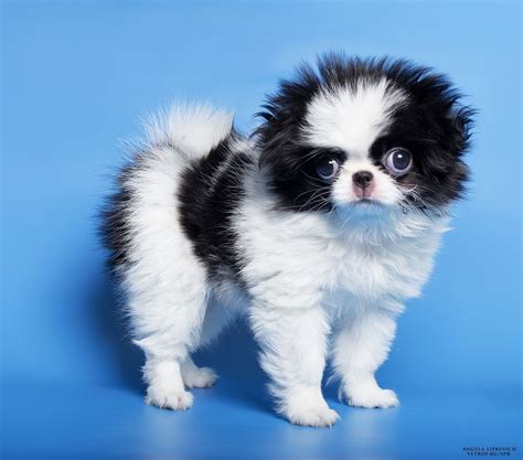 Pin On Х Japanese Chin